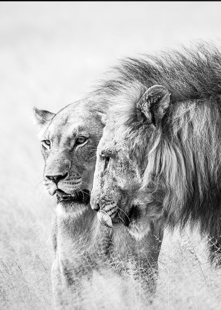 Plakat - A King Will Always Protect His Queen | Gray