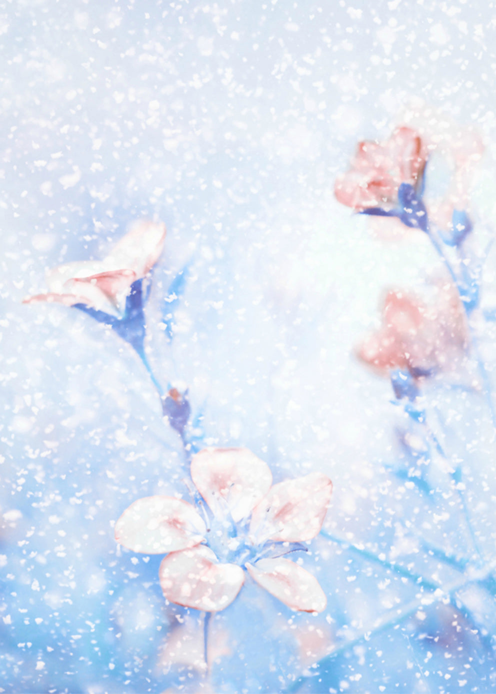 Plakat - Snowflake