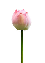 Plakat - Lotus