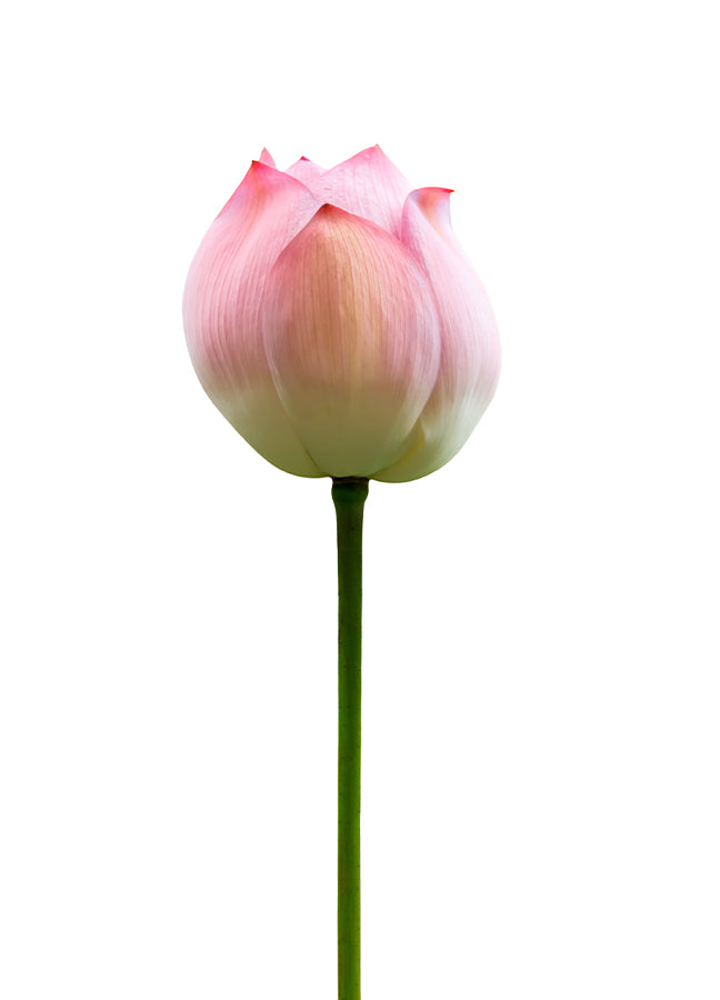 Plakat - Lotus