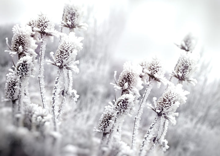 Plakat - Blossom In The Snow