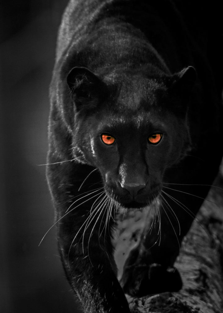 Plakat - Hunter