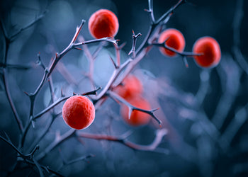 Ljuddämpande tavla - Magical berries