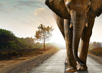 Ljuddämpande tavla - The way - Elefant