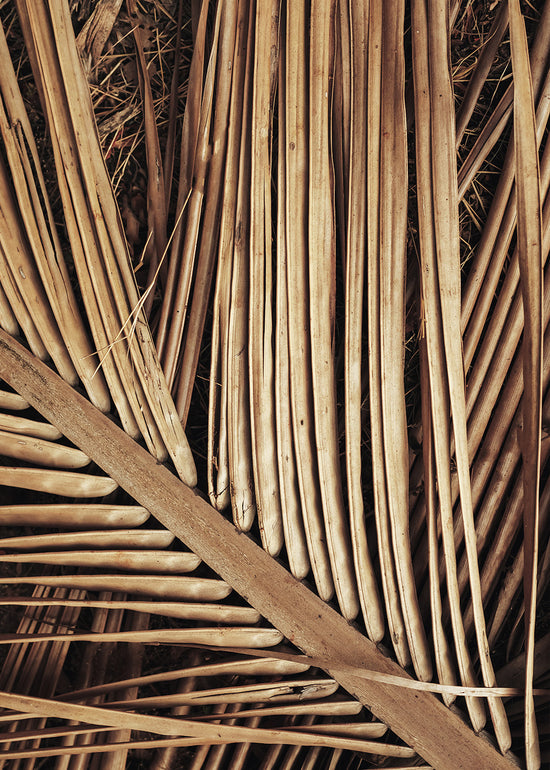 Plakat - Reed
