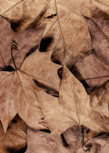 Ljuddämpande tavla - Dry Leaves