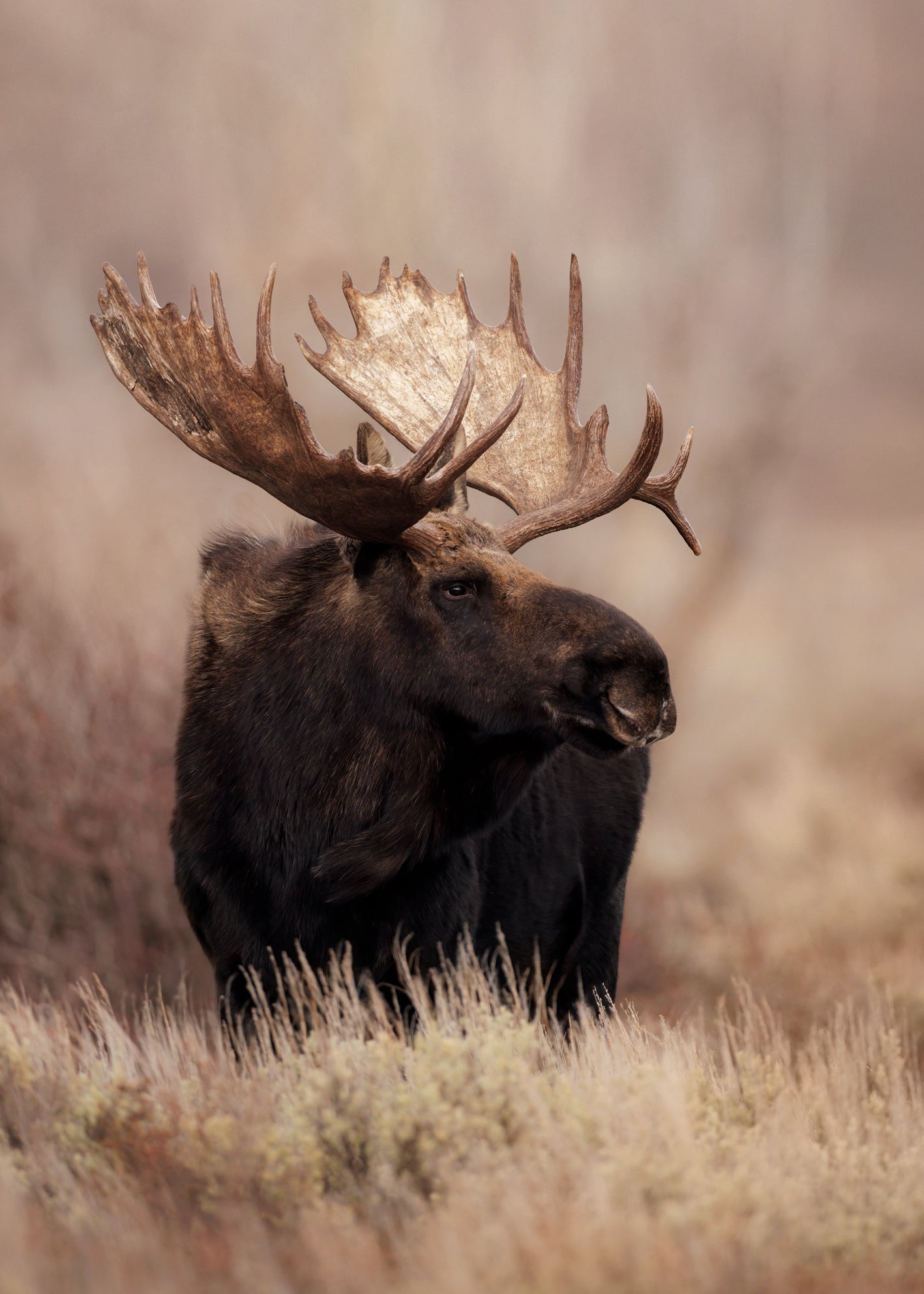 Canvastavla - Moose Moment (50x70)
