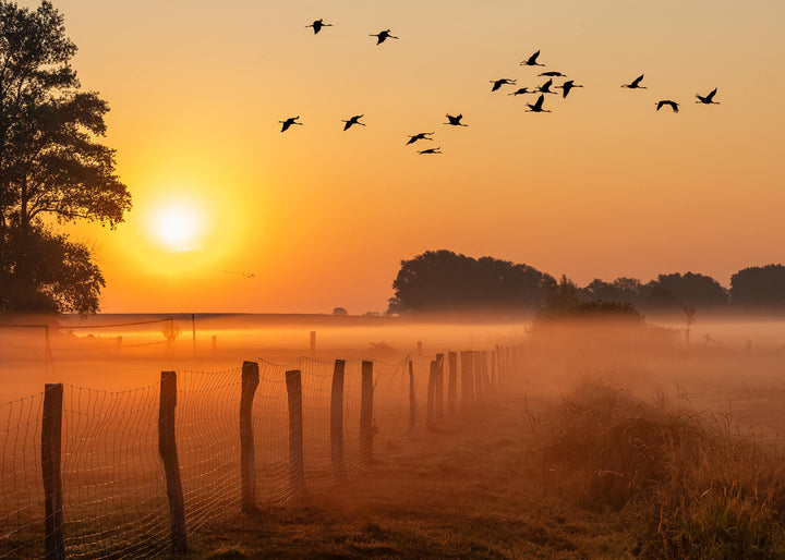 Canvastavla - Sunrise Birds (70X100)