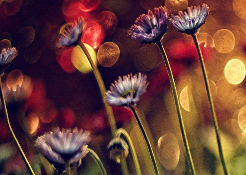 Canvastavla - Dandelions (100X150)