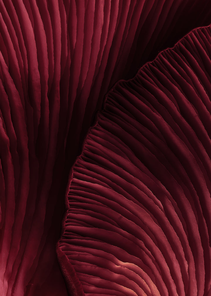 Canvastavla - Viva Magenta (50x70)