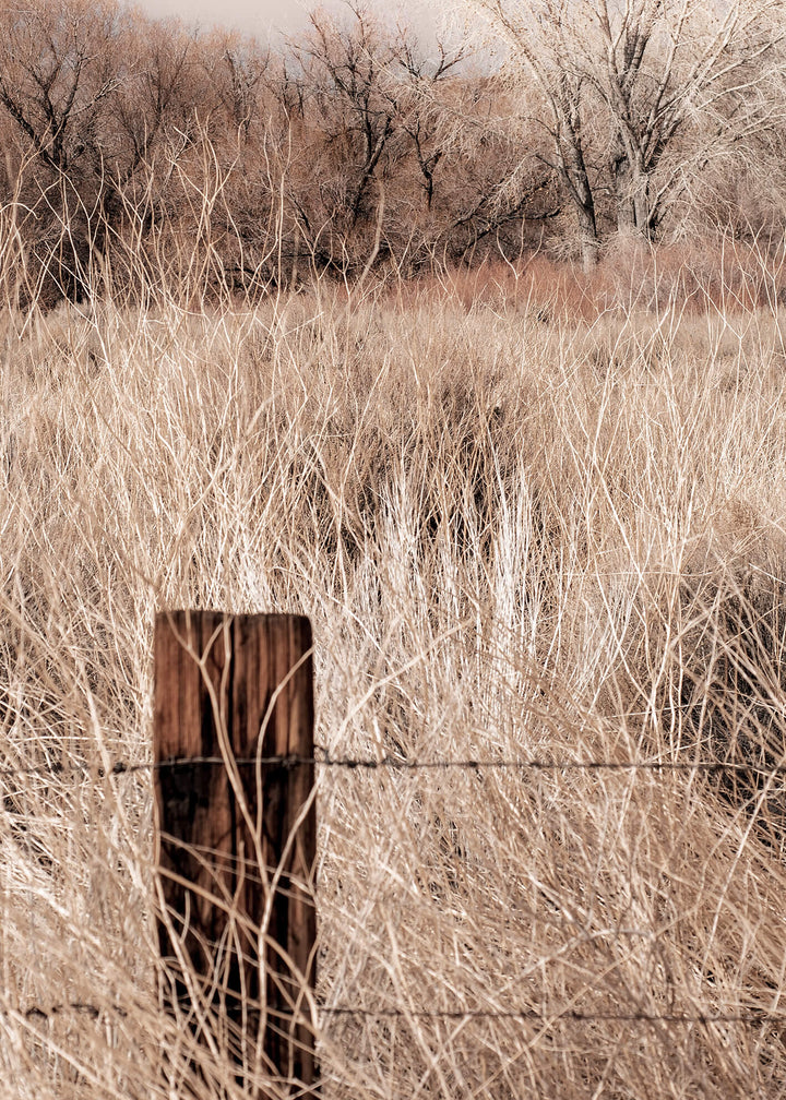 Canvastavla - Nature Grass