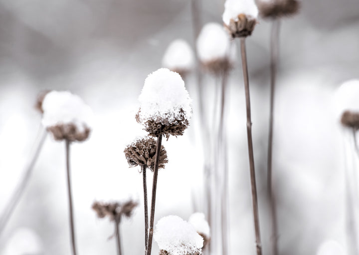 Plakat - Dandelions and Snow