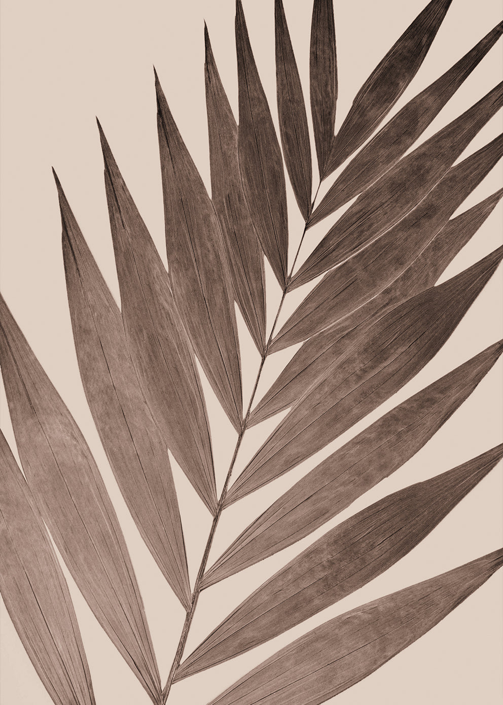 Plakat - Stipule