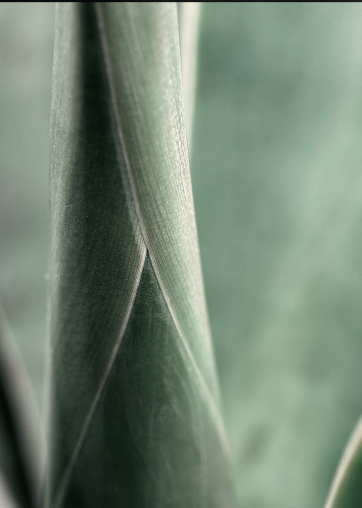 Plakat - Bambu