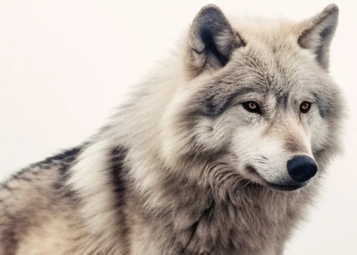 Lærredsprint - Grey Wolf