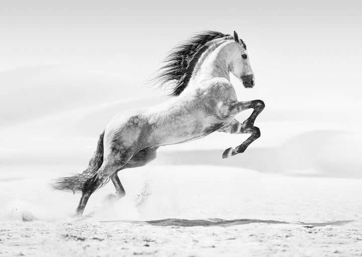 Plakat - Galopp